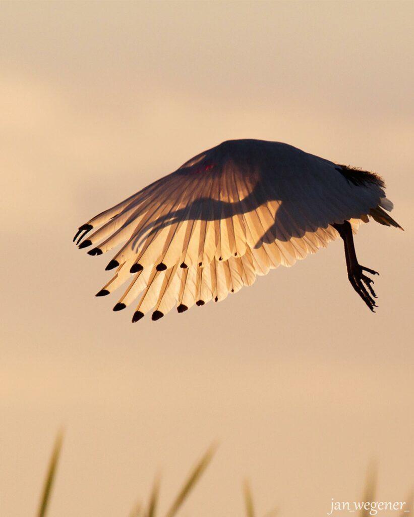 l'émotion des grands départs. Jean Wegener, Ibis, la transparence du vêtement dans le soleil levant