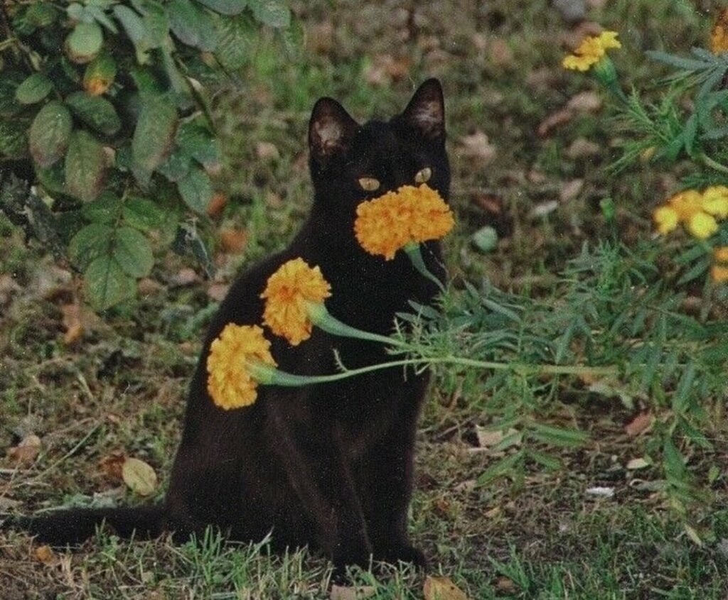 les fleurs qui puent. chat derrière une fleur