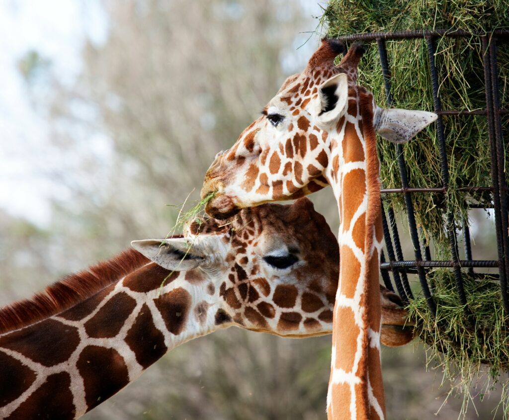 l'été nous avions l'habitude de manger léger. Carol M. Highsmith, Giraffe Couple at The Montgomery Zoo in Oak Park