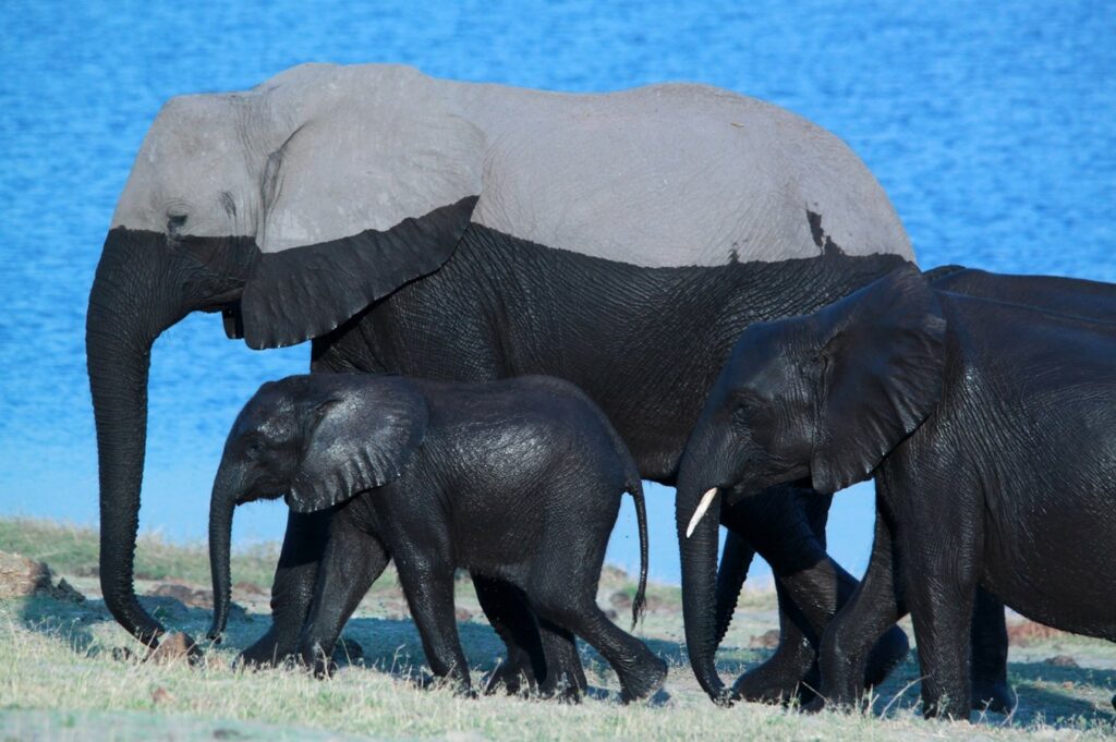 la ligne de flottaison. Shareen Nash, Waterline. la trace de l'eau sur les éléphants après le bain, les plus petits sont entièrement noirs, le plus grand a le haut du cops gris