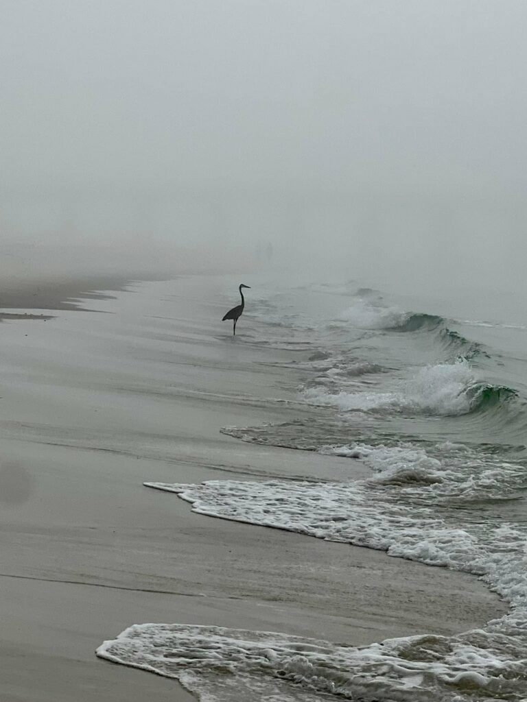 que dire face à l'immensité de la mer. aigrette