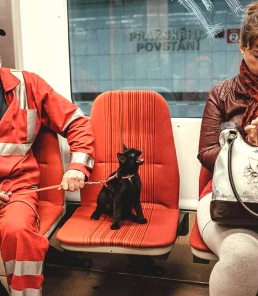 lendemain d'élections : la vie continue. chat noir hurlant dans le métro