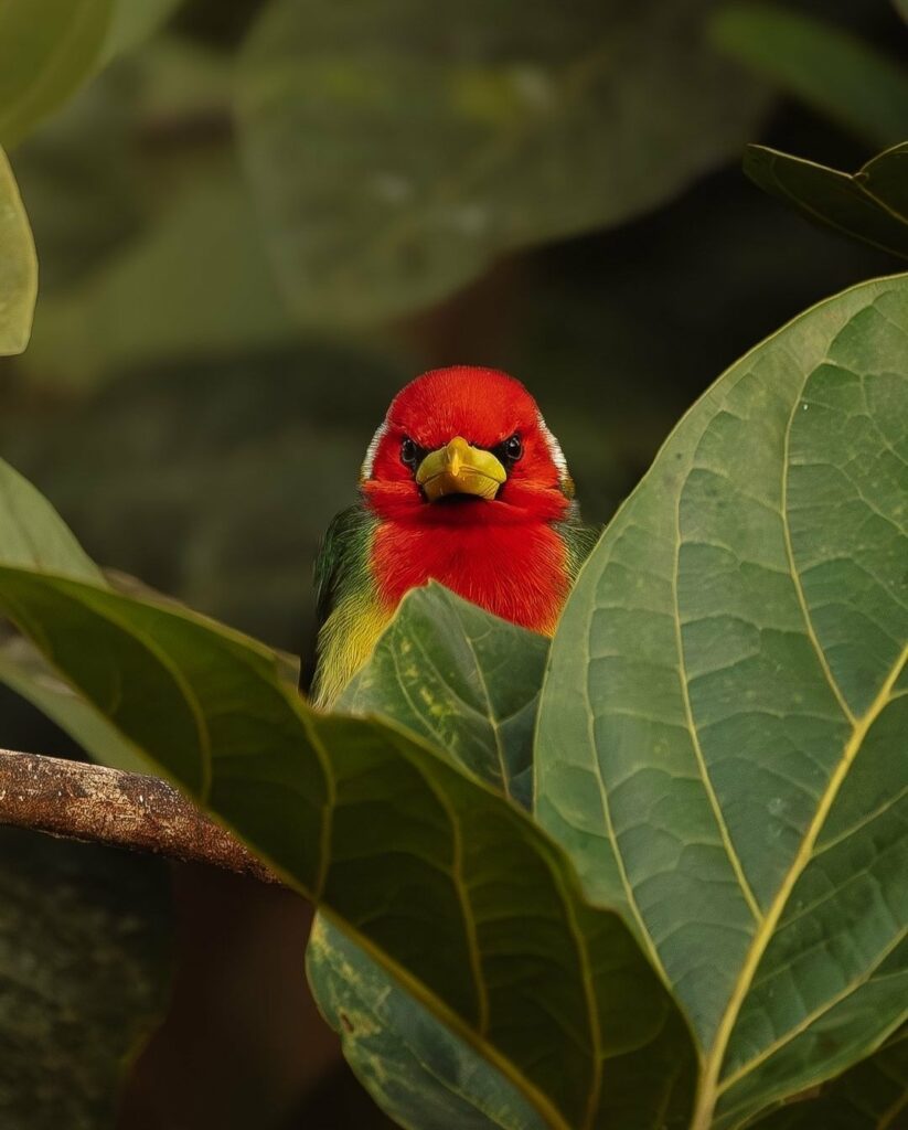 moi j'aime pas les Angry Birds. Cabézon à tête rouge