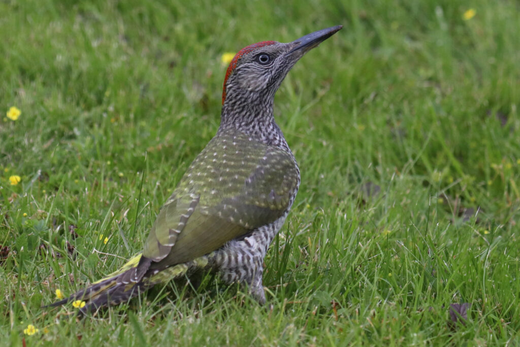 sois fier ! Michael Nordeman Green woodpecker gröngöling. Värmland, Sweden (July 31, 2024) pivert 